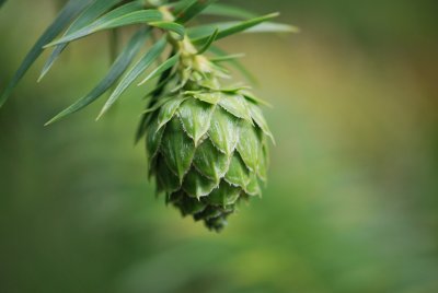 Cunninghamia lanceolata - ostrolistec kopinatý - zrající šiška